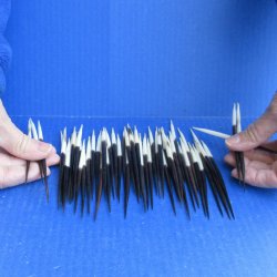 Fifty Thick African Porcupine Quills 4" to 6" 