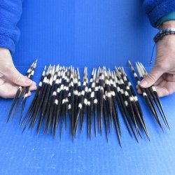 FiftyThick African Porcupine Quills 8-1/2" to 9-1/2"