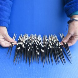 FiftyThick African Porcupine Quills 8-1/2" to 9-1/2"