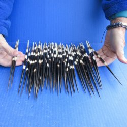 FiftyThick African Porcupine Quills 8-1/2" to 9-1/2"