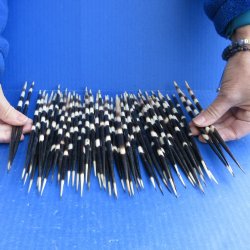 FiftyThick African Porcupine Quills 8-1/2" to 9-1/2"