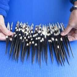FiftyThick African Porcupine Quills 8-1/2" to 9-1/2"