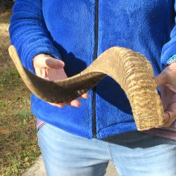 25" Sheep Horn 