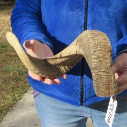 26" Sheep Horn 