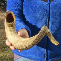 25" Sheep Horn 