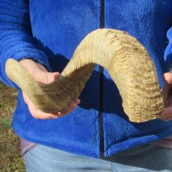 25-1/4" Sheep Horn 