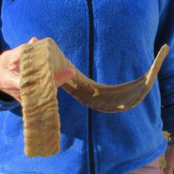 24" Sheep Horn 