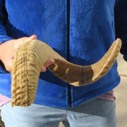 22" Sheep Horn