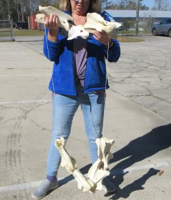 Seven pieces Giraffe Neck Vertebrae Set