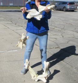 Seven pieces Giraffe Neck Vertebrae Set (Signature Required)