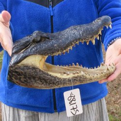 12" Alligator Head 
