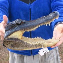 12" Alligator Head 