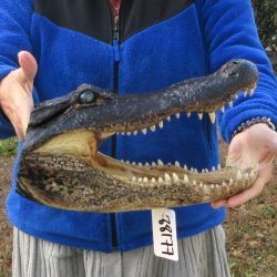 14" Alligator Head 