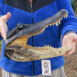 14" Alligator Head 