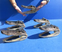 Five piece  Alligator Heads 7" to  8"