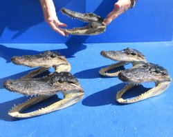 Five piece  Alligator Heads 7" to  8"