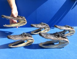 Five piece  Alligator Heads 7" to  8"