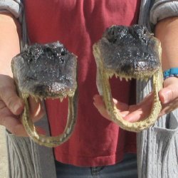 Two 9" Alligator Heads