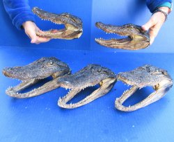 Five B-Grade Alligator Heads 7" to 9"
