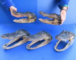 Five B-Grade Alligator Heads 7" to 9"