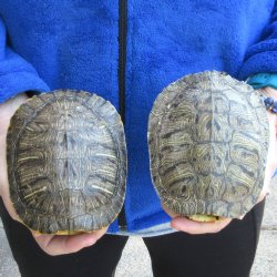 Two piece 5" Red Eared Slider Turtle Shells