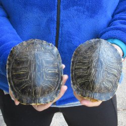 Two piece 5" Red Eared Slider Turtle Shells