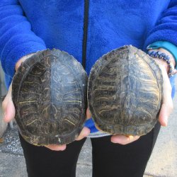 Two piece 5" Red Eared Slider Turtle Shells