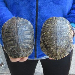 Two piece 6" Red Eared Slider Turtle Shells