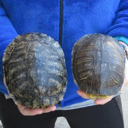 Two piece 6" Red Eared Slider Turtle Shells