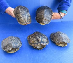 Five piece 6" Red Eared Slider Turtle Shells