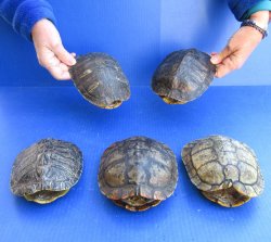 Five piece 6" Red Eared Slider Turtle Shells