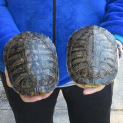 Two piece 6" Red Eared Slider Turtle Shells