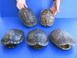 Five piece 7" Red Eared Slider Turtle Shells