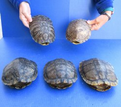 Five piece 7" Red Eared Slider Turtle Shells