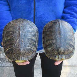 Two piece 7" Red Eared Slider Turtle Shells