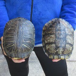 Two piece 7" Red Eared Slider Turtle Shells