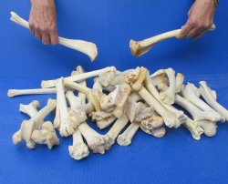 Thirty piece Deer Leg Bones 7" to 12"