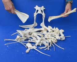 4lb Assorted Bones