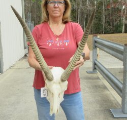 B-Grade 22" African Waterbuck Horns and Skull 