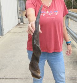 28" Male Eland Horn 