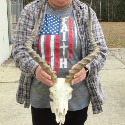 9" African Impala Skull with 20" Horns 