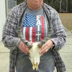 8" African Impala Skull with 15" Horns 