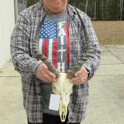 9" African Impala Skull with 17" Horns 