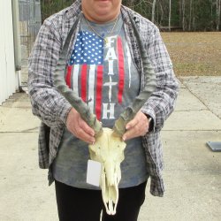 10" African Impala Skull with 18" Horns 