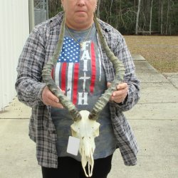 10" African Impala Skull with 21" Horns 