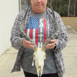 10" African Impala Skull with 20" Horns 