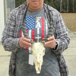 10" African Impala Skull with 13" Horns 