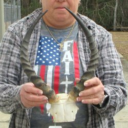 B-Grade 15" Impala Skull Plate and Horns 