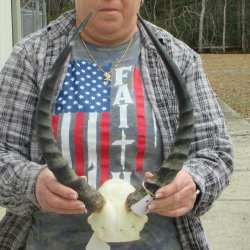 B-Grade 17" Impala Skull Plate and Horns 