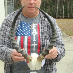 B-Grade 18" Impala Skull Plate and Horns 